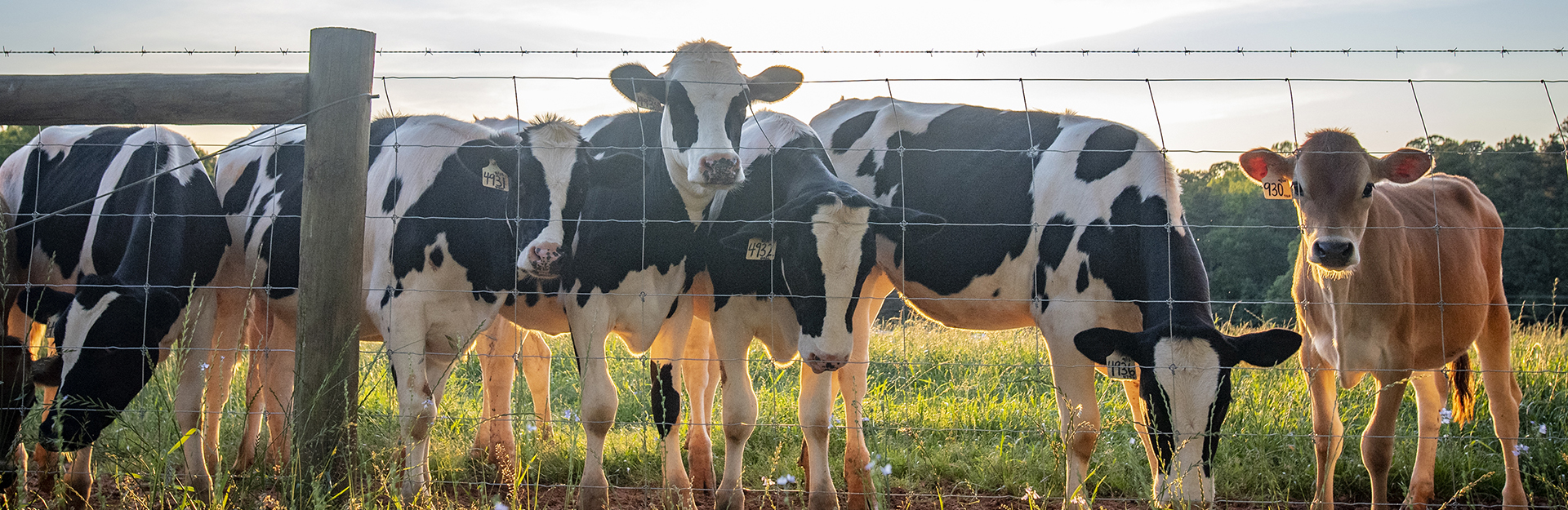 cows in field