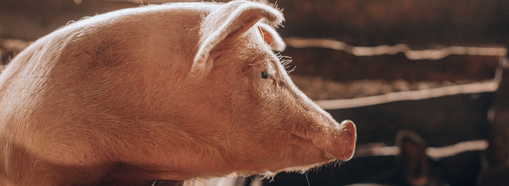 Swine Information | Public | Clemson University, South Carolina