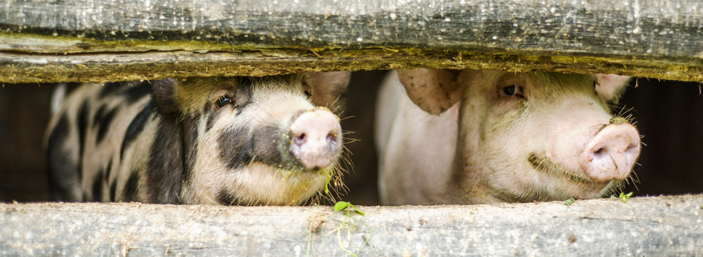 two pigs peeping through a fence