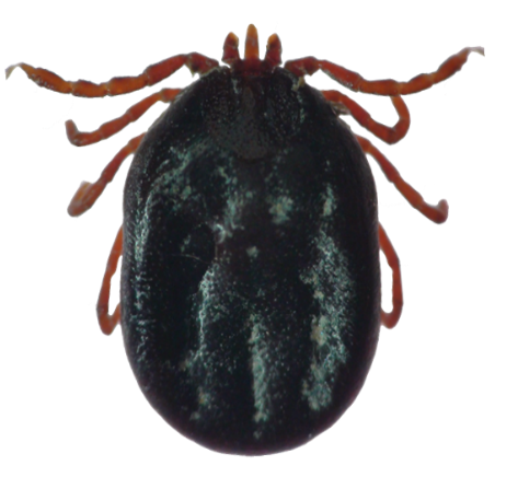 asian longhorned tick