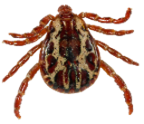 american dog tick