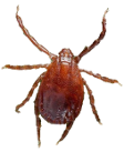 asian longhorned tick