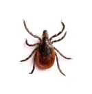 black legged tick