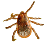 brown dog tick