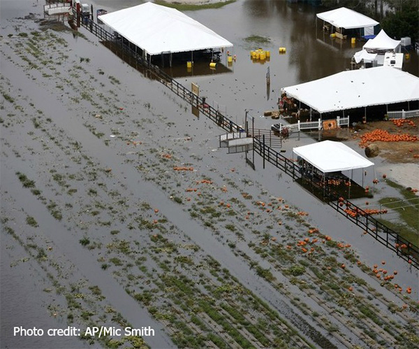 flooded pumpkin farm