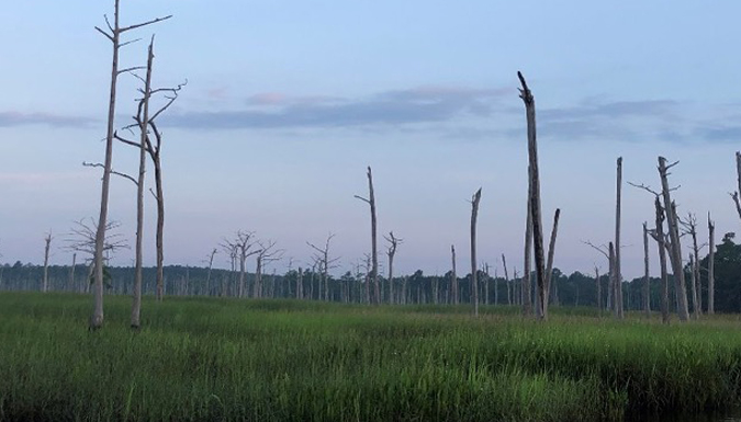 barren tree trunks in a salt marsh