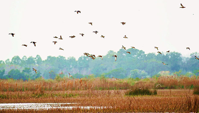 ducks flying over marsh with grass and oak trees