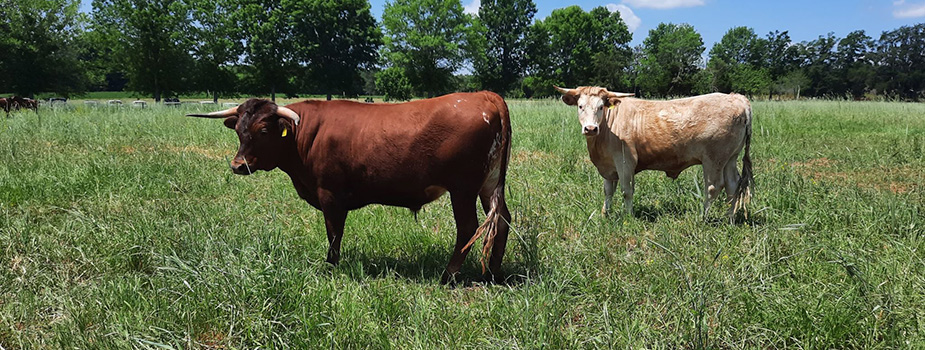 a bunch of cows in a field