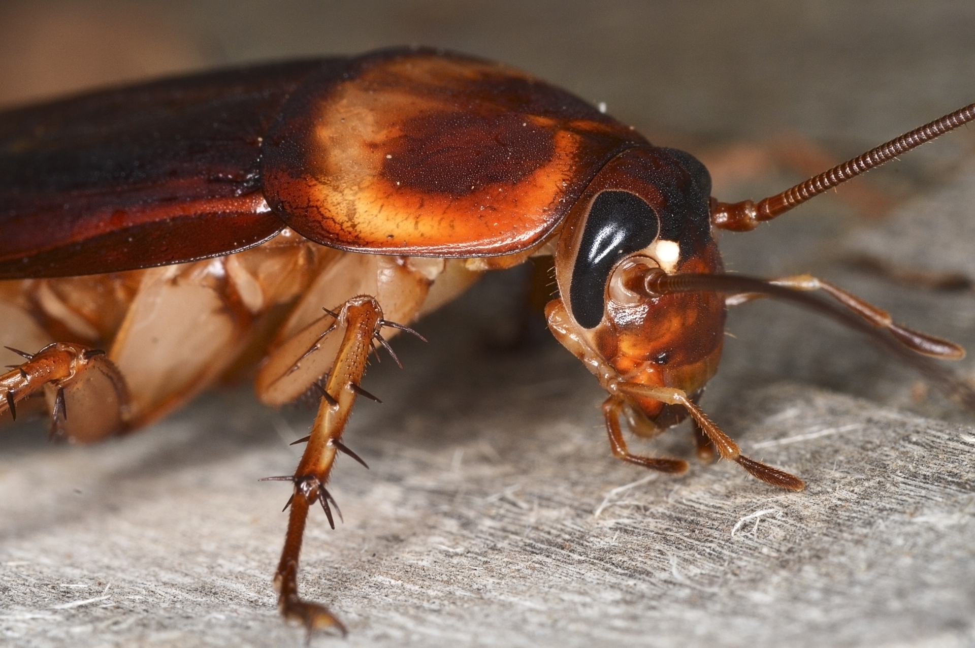 A close up of an american cockroach resting on a hard surface.