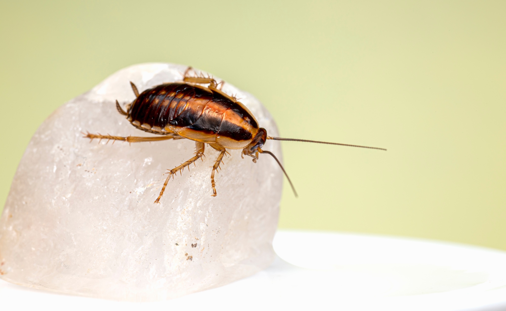 A close up of a german cockroach nymph on a small rock.