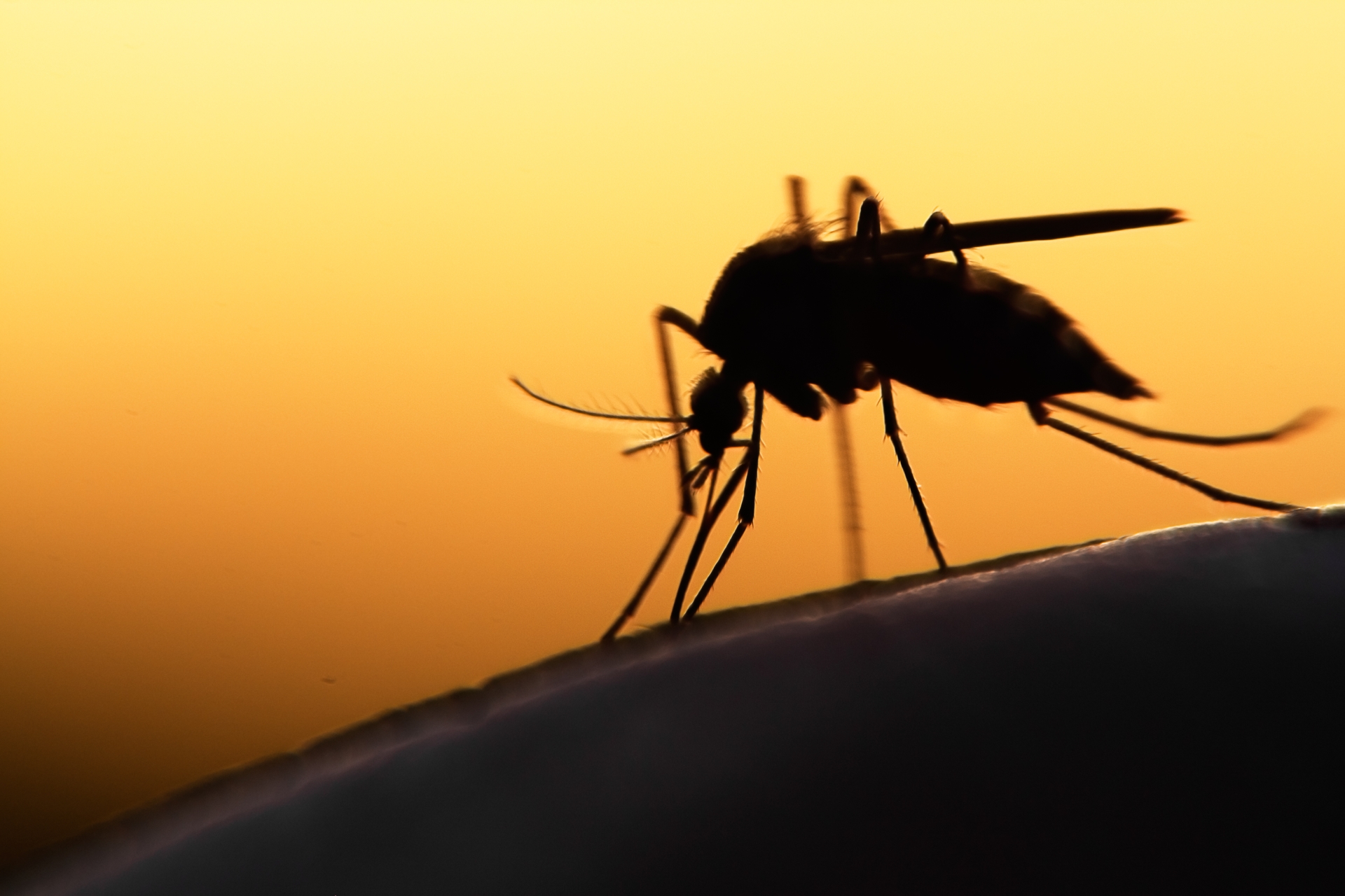 A closeup of a mosquito on a hard surface against an sunset backdrop