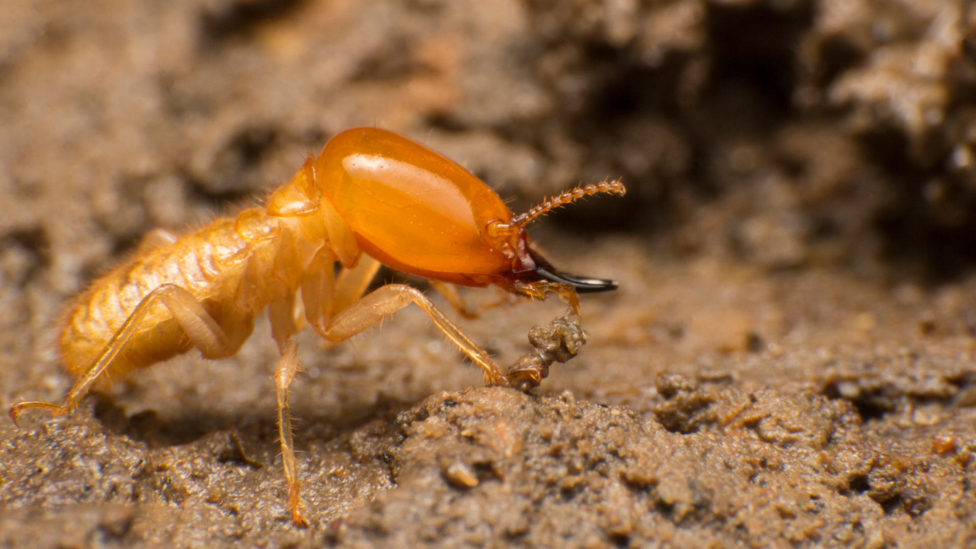 A single soldier termite crawling on a dirt floor