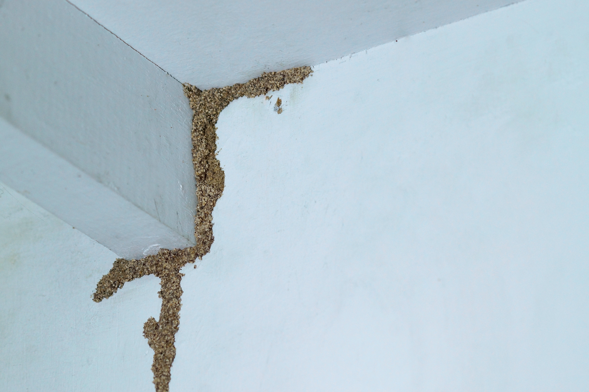 Termite mud tubes against a ceiling corner.