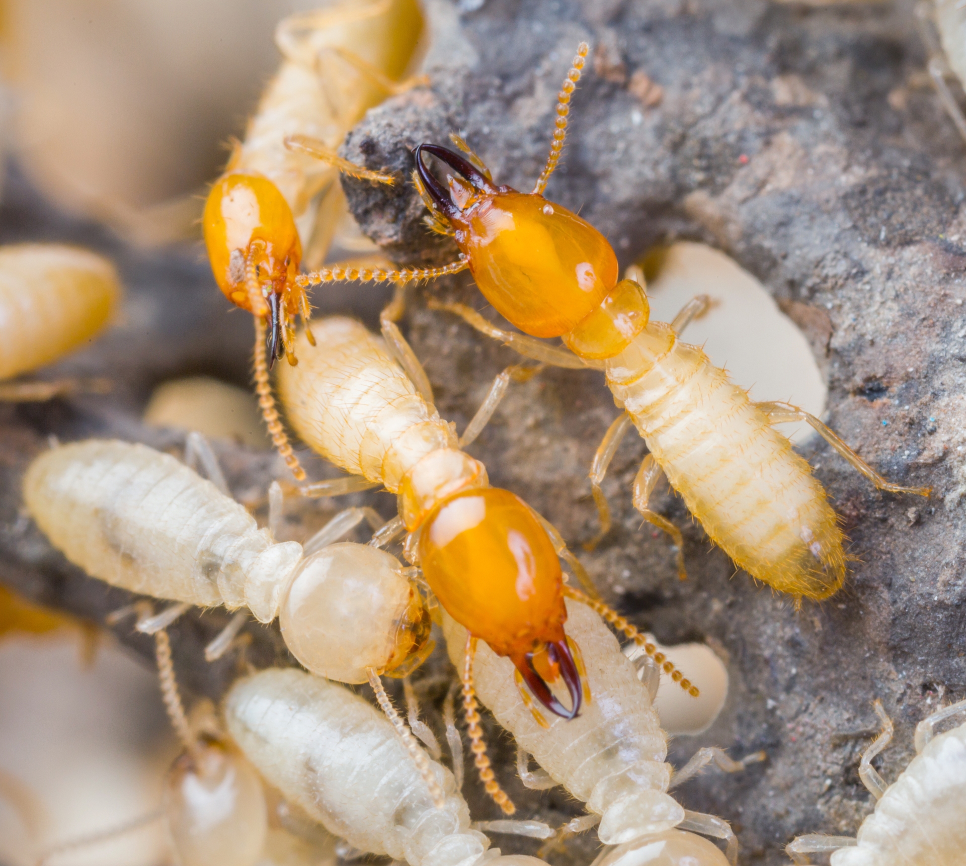 Formosan termite soldiers crawling around of a piece of wood
