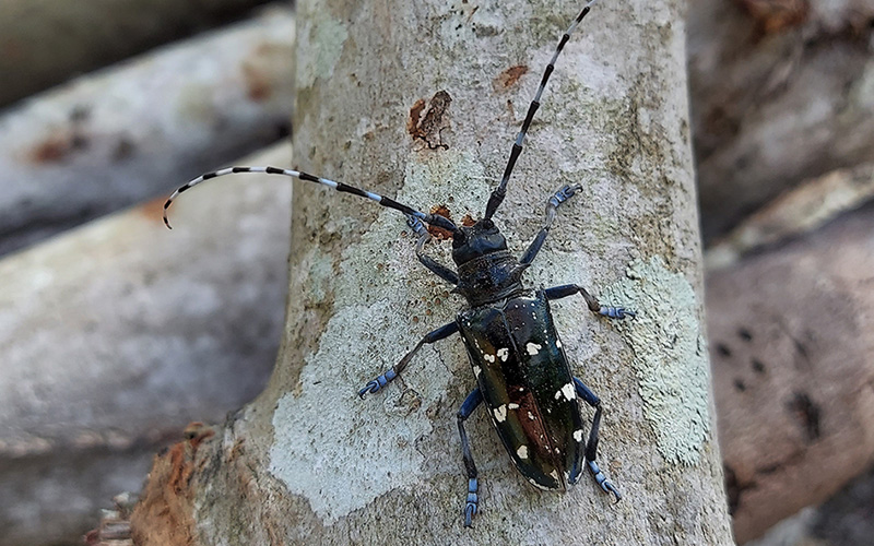 Asian Longhorned Beetle