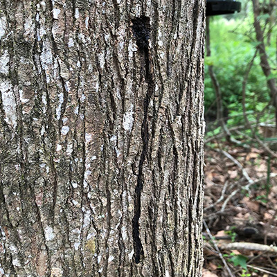 Sap oozing down bark