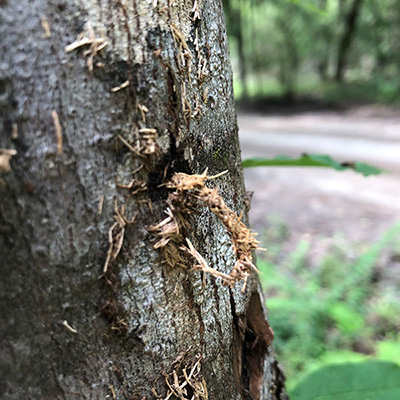 Sawdust and/or wood shavings pushed out by larval feeding