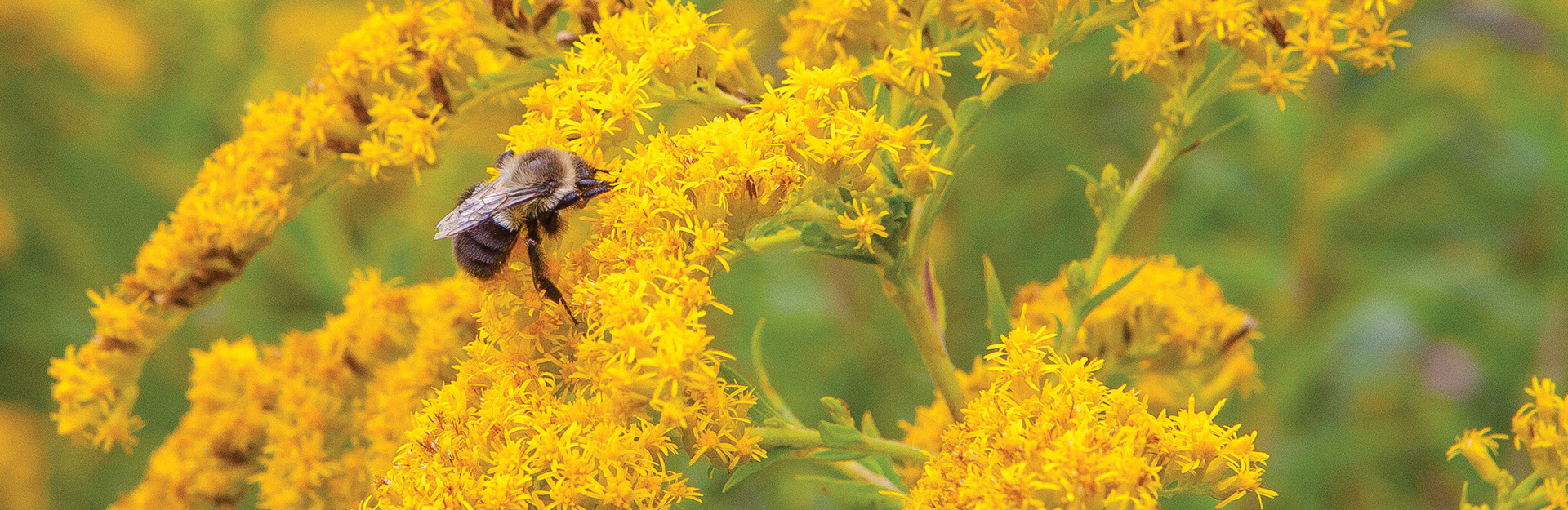 bee pollinating a flower