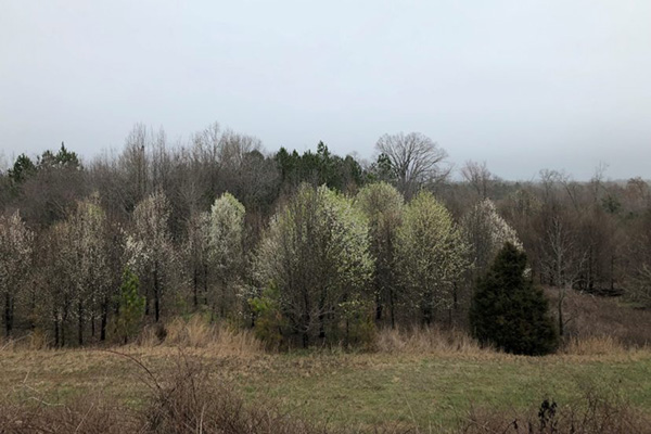 Bradford pear