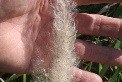 Cogongrass