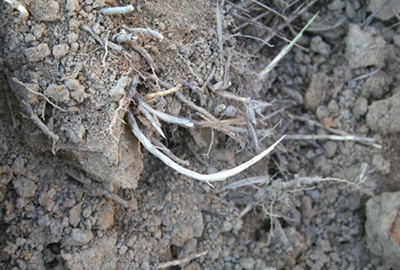 cogongrass rhizomehd