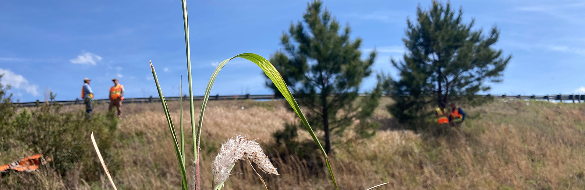 invasive species specialists in a field inspecting the area