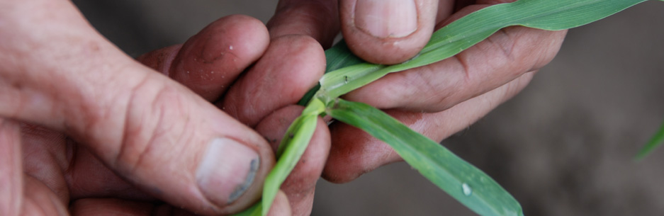 close up of a man holding a plant