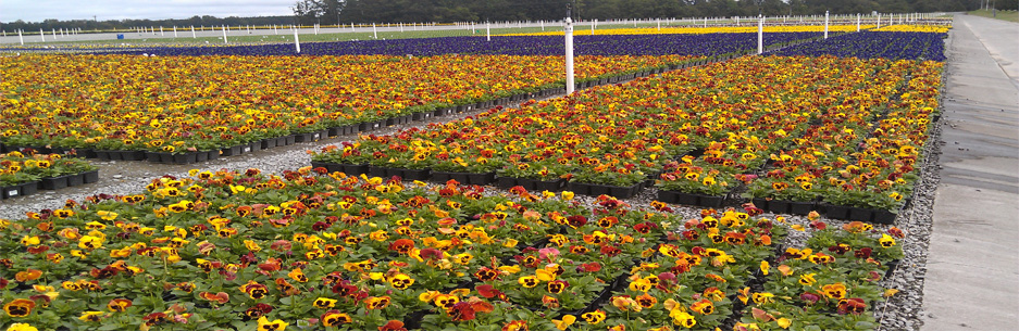 a field of flowers