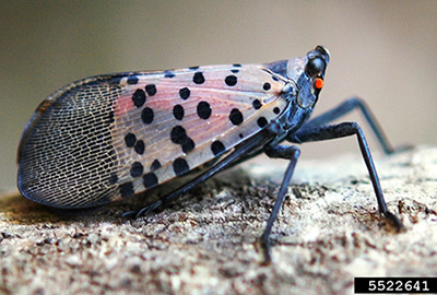 Spotted Lanternfly