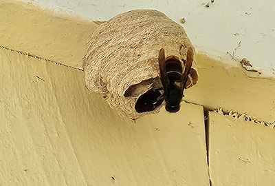 yellow legged hornet