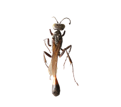 Thread-Waisted Wasp dorsal