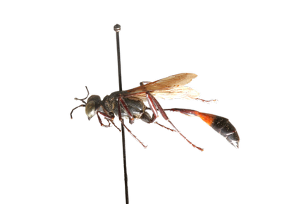 Thread-Waisted Wasp lateral