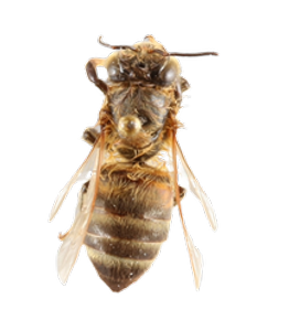 European Honey Bee dorsal