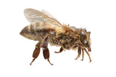 European Honey Bee lateral
