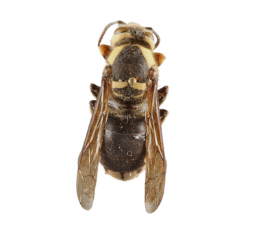 bald-faced hornet dorsal