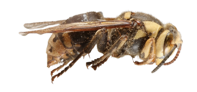 bald-faced hornet lateral