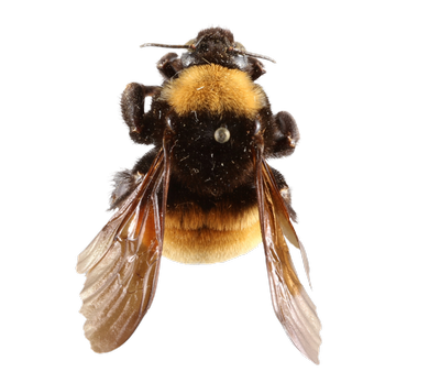 Bumblebee dorsal