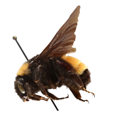 Bumblebee lateral