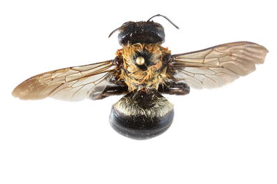 Carpenter Bee dorsal