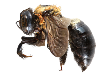 Carpenter Bee lateral