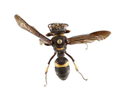 Smoky Winged Beetle Bandit dorsal