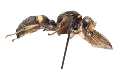 Smoky Winged Beetle Bandit lateral