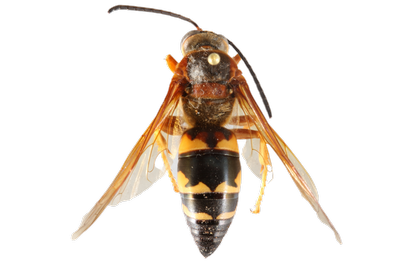 Eastern Cicada Killer Wasp dorsal