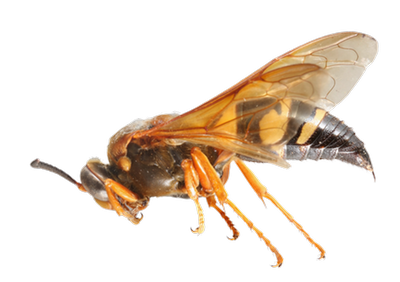 Eastern Cicada Killer Wasp lateral