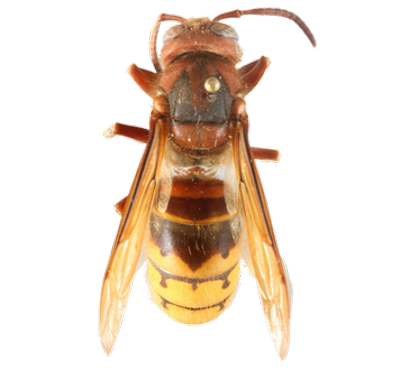European Hornet dorsal