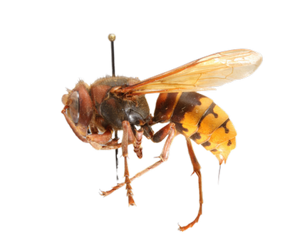European Hornet lateral