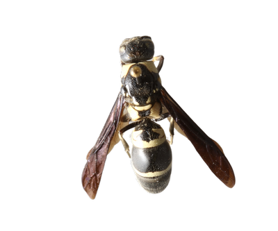 Mason Wasp dorsal