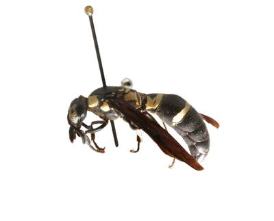 Mason Wasp lateral