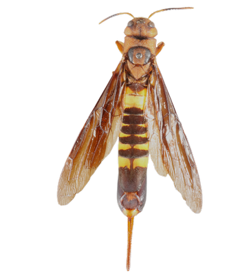 Pigeon Tremex Wasp dorsal