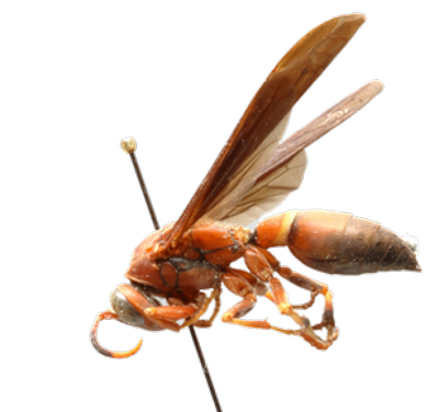 Red Paper Wasp lateral